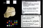 Foto (Objekt + Etikett) von Goniodromites polyodon (Reuss, 1858)  (NHMW-GEO-1990-0041-2509)